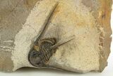Long-Spined Cyphaspis Trilobite - Foum Zguid, Morocco #311138-3